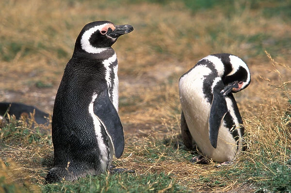 Chile, Seno, Otway. Adult Magellanic Penguins. (Spheniscus magellanicus)