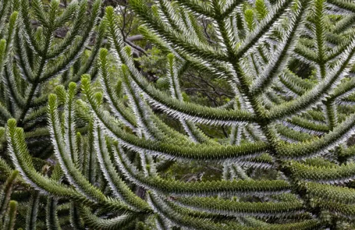 Framed Print : Chile. South America. Detail, bark of monkeypuzzle tree (Araucaria araucana), also know as pehun Framed Print : Chile. South America. Detail, bark of monkeypuzzle tree (Araucaria araucana), also know as pehun