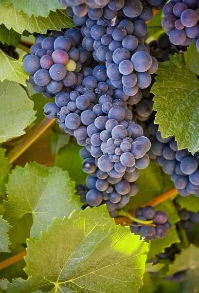 Chile. South America. Grapes in vineyard at Casa del Bosque Winery. Casablanca Valley
