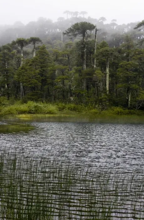 Framed Print : Chile. South America. Lago Chico and temperate rainforest on rainy day. Huerquehue National Park Framed Print : Chile. South America. Lago Chico and temperate rainforest on rainy day. Huerquehue National Park
