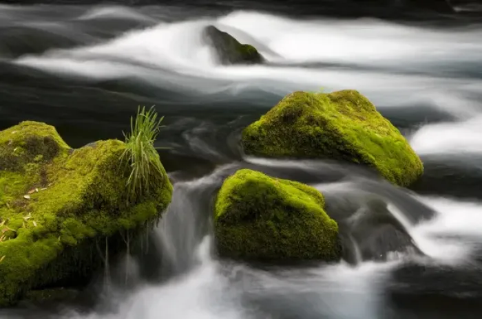 Framed Print : Chile. South America. Moss-covered boulders in Rio Caburgua (also know as Rio Desage) Framed Print : Chile. South America. Moss-covered boulders in Rio Caburgua (also know as Rio Desage)