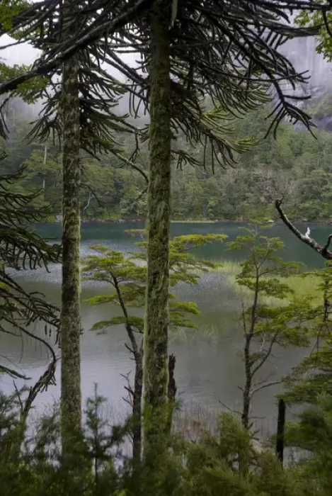 Framed Print : Chile. South America. Temperate rainforest and Lago Chico. Huerquehue National Park