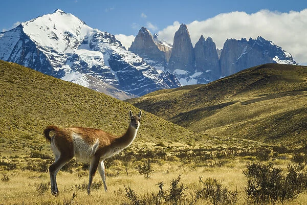 Chile, Torres del Paine National Park. Guanaco in front of the towers