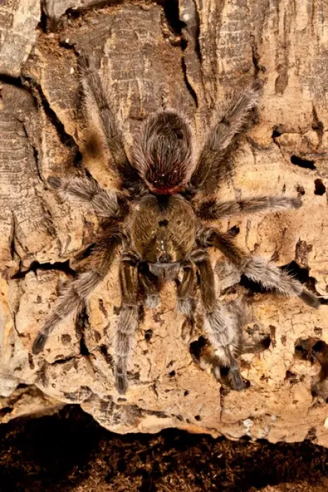 Framed Print : Chilean Beautiful Tarantula, Euathlus truculentus Framed Print : Chilean Beautiful Tarantula, Euathlus truculentus