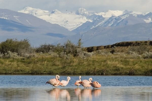 Chilean Flamingo Laguna Nimez Reserve; El Calafate, Patagonia; Argentina; (Phoenicopterus