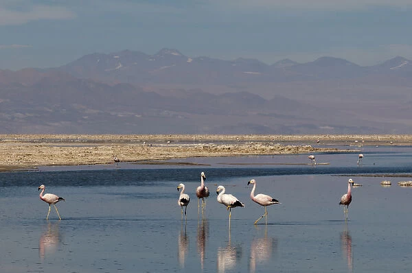 Chilean Flamingo, (Phoenicopterus chilensis), Laguna Chaxa, Salar de Atacama, Atacama Desert