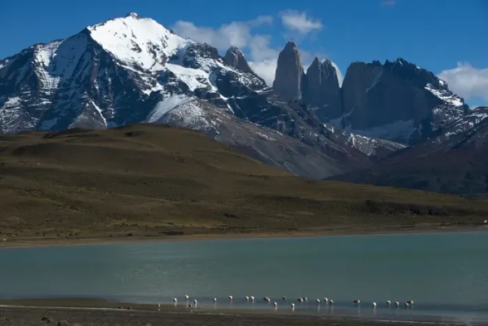 Framed Print : Chilean flamingo (Phoenicopterus chilensis) on Blue lake (Lago Azul) with Torres del Paine