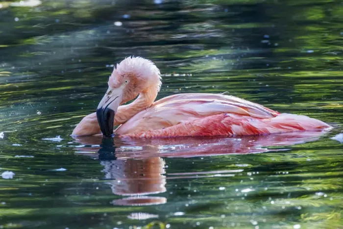 Framed Print : Chilean flamingo swimming