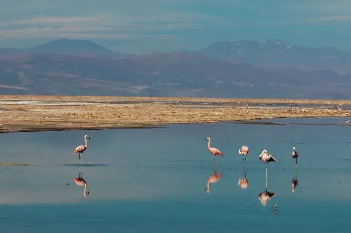 Framed Print : Chilean flamingos, Phoenicopterus, Chilensis, resting and grooming in Chaxa lagoon. Laguna Chaxa, Atacama Desert, Antofagasta Region, Chile Framed Print : Chilean flamingos, Phoenicopterus, Chilensis, resting and grooming in Chaxa lagoon. Laguna Chaxa, Atacama Desert, Antofagasta Region, Chile