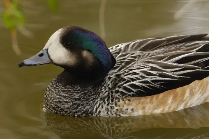 Framed Print : Chiloe Wigeon (Anas sibilatrix) CAPTIVE Slimbridge Wildfowl and Wetlands Trust