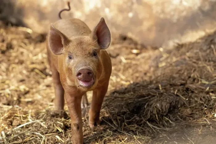 Framed Print : Chimacum, Washington State, USA. Tamworth pig piglet, 1 week old Framed Print : Chimacum, Washington State, USA. Tamworth pig piglet, 1 week old