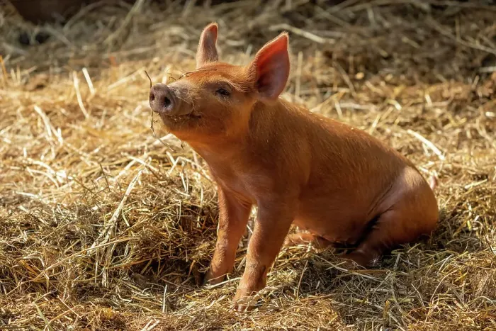 Framed Print : Chimacum, Washington State, USA. One week old Tamworth pig piglet sitting in straw Framed Print : Chimacum, Washington State, USA. One week old Tamworth pig piglet sitting in straw