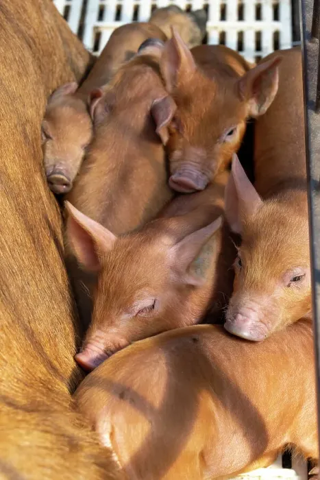 Framed Print : Chimacum, Washington State, USA. Tamworth pig sow and piglets in a birthing crate Framed Print : Chimacum, Washington State, USA. Tamworth pig sow and piglets in a birthing crate