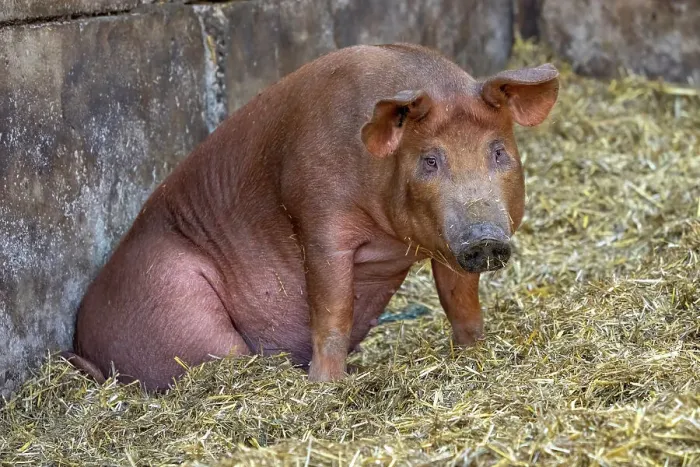 Framed Print : Chimacum, Washington State, USA. Tamworth Piglet sitting
