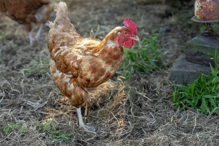Framed Print : Chimacum, Washington State, USA. Free range mixed breed hen standing on one leg Framed Print : Chimacum, Washington State, USA. Free range mixed breed hen standing on one leg
