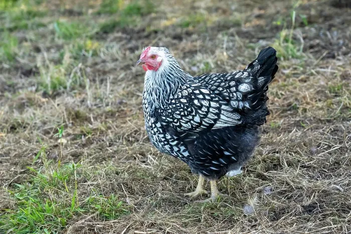 Framed Print : Chimacum, Washington State, USA. Free ranging Black Laced Silver Wyandotte hen Framed Print : Chimacum, Washington State, USA. Free ranging Black Laced Silver Wyandotte hen