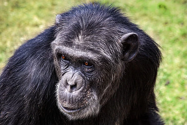 A chimpanzee with beautiful brown eyes