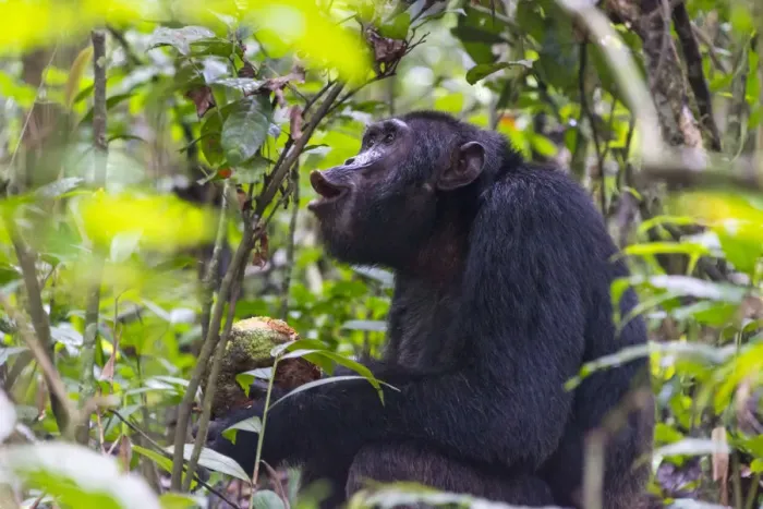 Framed Print : Chimpanzee eating wild jackfruit, Kibale National Park, Uganda Framed Print : Chimpanzee eating wild jackfruit, Kibale National Park, Uganda