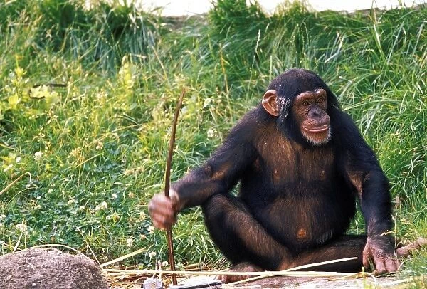 Chimpanzee using stick as a tool to obtain sweet reward. Captive, pan troglodytes