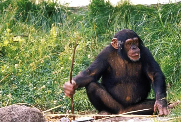 Framed Print : Chimpanzee using stick as a tool to obtain sweet reward. Captive, pan troglodytes Framed Print : Chimpanzee using stick as a tool to obtain sweet reward. Captive, pan troglodytes