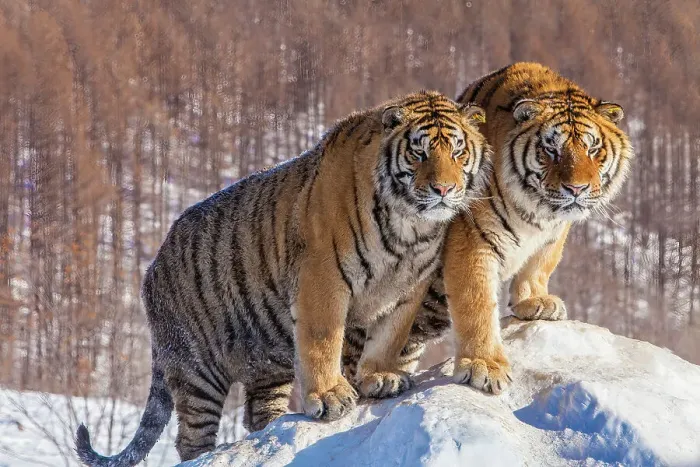 Framed Print : China. Captive Siberian tigers close-up. ©Jim Zuckerman / Jaynes Gallery / DanitaDelimont.com Framed Print : China. Captive Siberian tigers close-up. ©Jim Zuckerman / Jaynes Gallery / DanitaDelimont.com