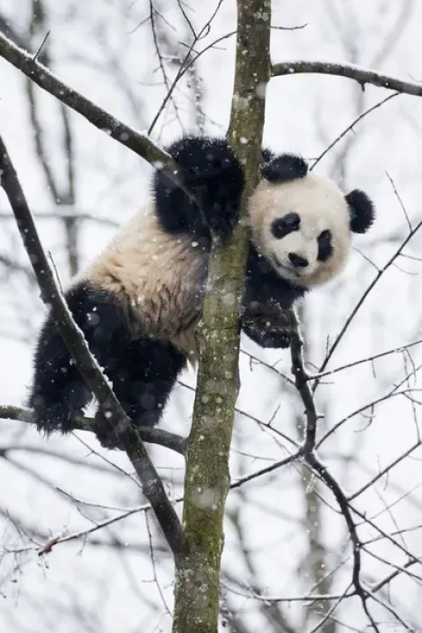 Framed Print : China, Chengdu, Chengdu Panda Base. Baby giant panda in tree