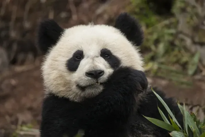 Framed Print : China, Chengdu, Chengdu Panda Base. Close-up of young giant panda Framed Print : China, Chengdu, Chengdu Panda Base. Close-up of young giant panda
