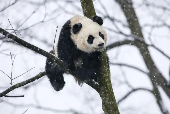 Framed Print : China, Chengdu, Chengdu Panda Base. Baby giant panda in tree
