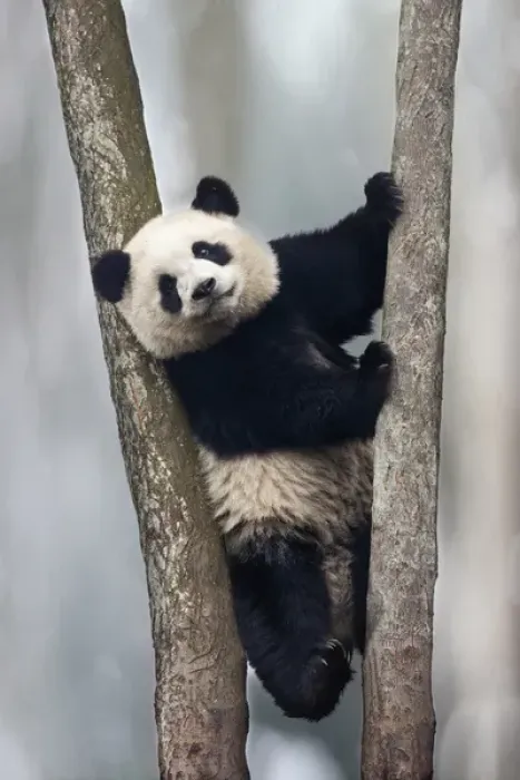 Framed Print : China, Chengdu, Chengdu Panda Base. Baby giant panda in tree