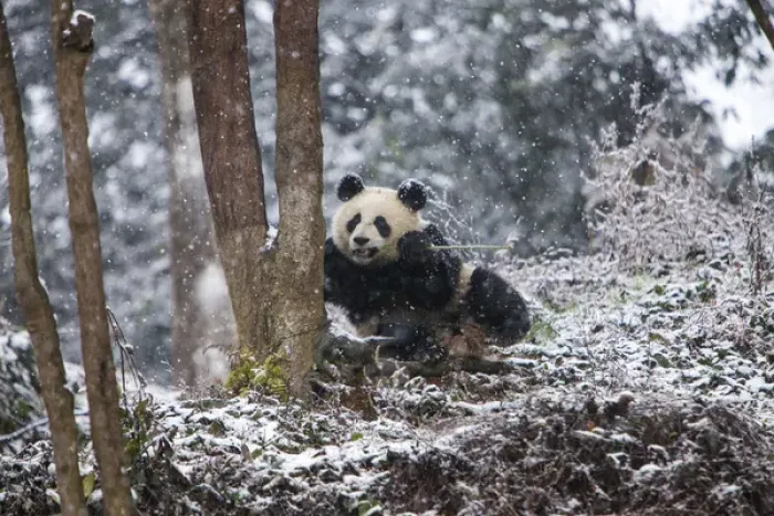 Framed Print : China, Chengdu, Chengdu Panda Base. Baby giant panda in snowfall