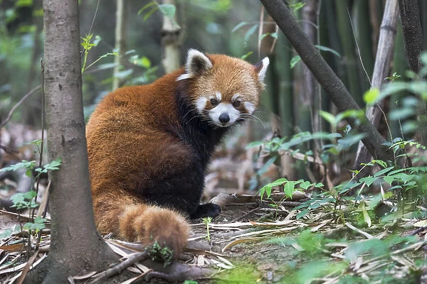 China, Chengdu, Chengdu Research Base of Giant Panda Breeding, red panda, (Ailurus fulgens)