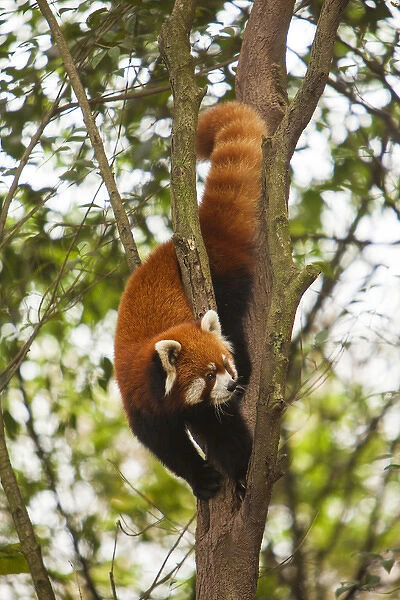 China, Chengdu, Wolong National Natural Reserve. Red or lesser panda in tree. Credit as
