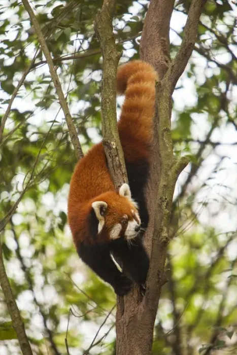 Framed Print : China, Chengdu, Wolong National Natural Reserve. Red or lesser panda in tree. Credit as Framed Print : China, Chengdu, Wolong National Natural Reserve. Red or lesser panda in tree. Credit as