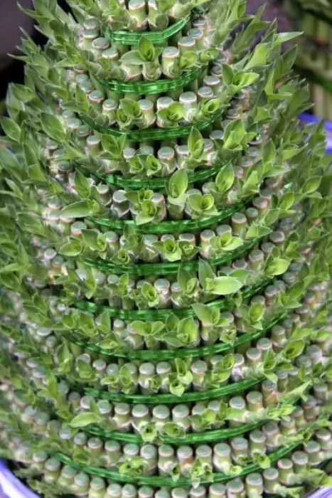 Framed Print : China, Chongqing. A lucky bamboo Christmas tree in a Chinese Flower Market in Chongqing Framed Print : China, Chongqing. A lucky bamboo Christmas tree in a Chinese Flower Market in Chongqing