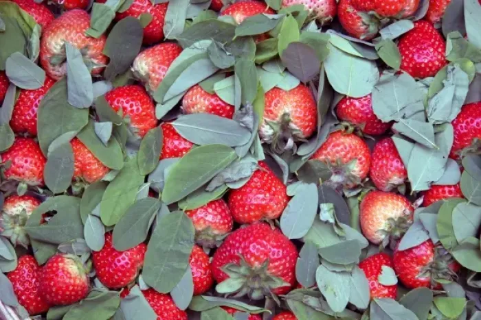 Framed Print : China, Chongqing. Strawberries for sale in local street market in the city of Chongqing Framed Print : China, Chongqing. Strawberries for sale in local street market in the city of Chongqing