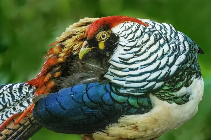 Framed Print : China. Close-up of Lady Amherst's pheasant Framed Print : China. Close-up of Lady Amherst's pheasant
