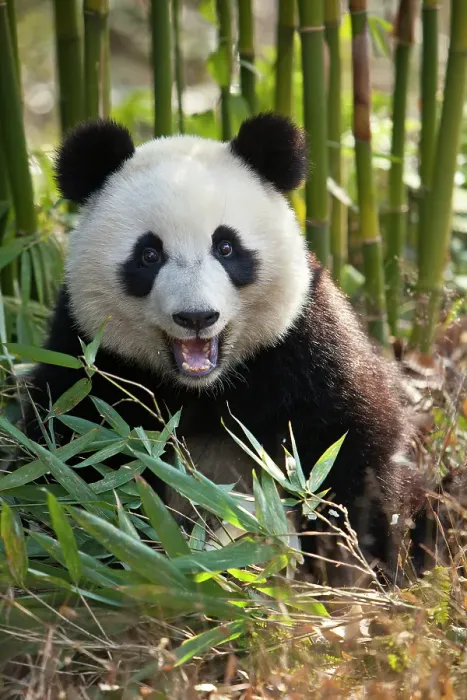 Framed Print : China. Close-up of young giant panda bear. ©Jim Zuckerman / Jaynes Gallery / DanitaDelimont.com Framed Print : China. Close-up of young giant panda bear. ©Jim Zuckerman / Jaynes Gallery / DanitaDelimont.com