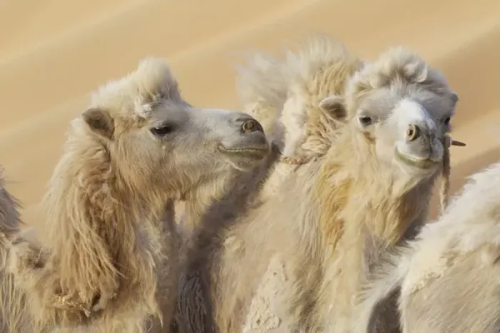 Framed Print : China, Gansu Province, Badanjilin Desert. Close-up of camels in a desert convoy. Credit as