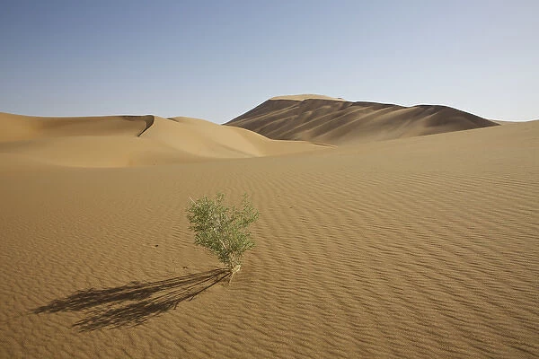 China, Gansu Province. Lone plant casts shadow on Badanjilin Desert