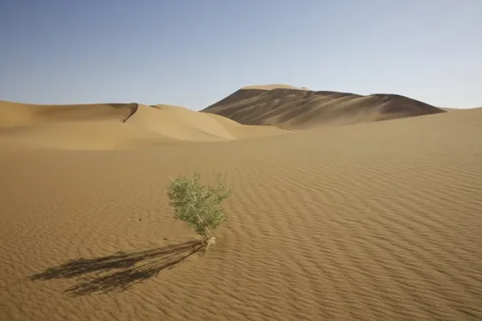 Framed Print : China, Gansu Province. Lone plant casts shadow on Badanjilin Desert Framed Print : China, Gansu Province. Lone plant casts shadow on Badanjilin Desert