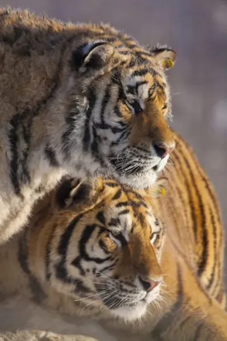 Framed Print : China, Harbin, Siberian Tiger Park. Affectionate Siberian tigers