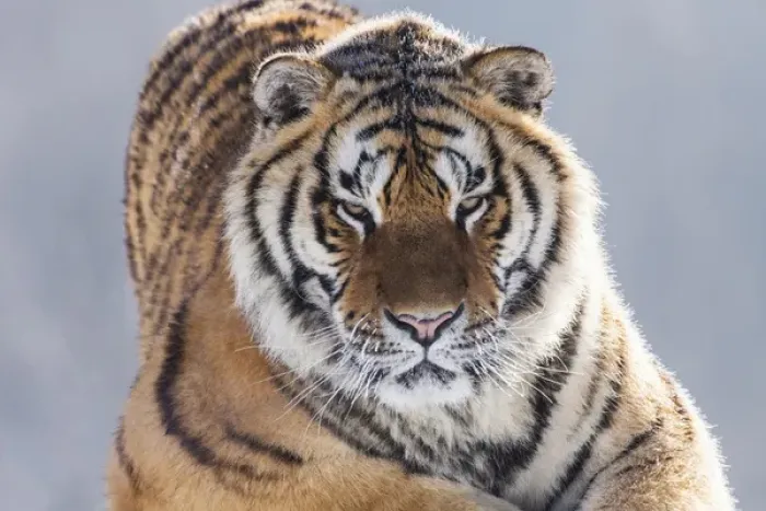 Framed Print : China, Harbin, Siberian Tiger Park. Siberian tiger in sub-zero weather. Credit as