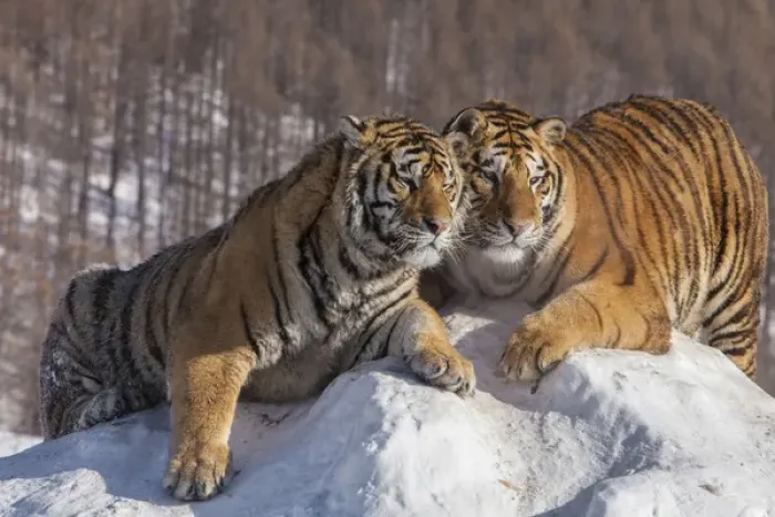 Framed Print : China, Harbin, Siberian Tiger Park. Affectionate Siberian tigers Framed Print : China, Harbin, Siberian Tiger Park. Affectionate Siberian tigers