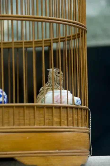 Framed Print : China, Hong Kong. Bird Garden & Market (aka Bird Street). Caged pet birds that are