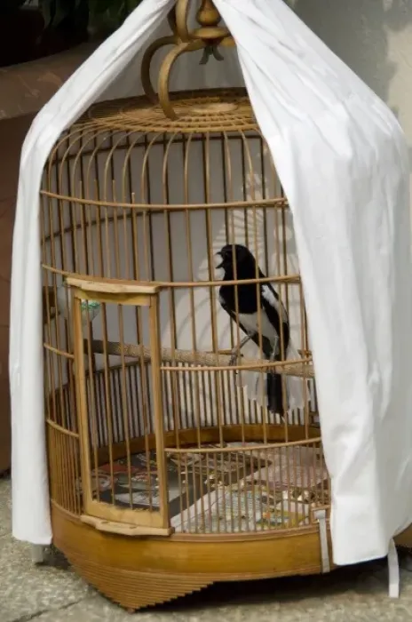 Framed Print : China, Hong Kong. Bird Garden & Market (aka Bird Street). Caged pet birds that are Framed Print : China, Hong Kong. Bird Garden & Market (aka Bird Street). Caged pet birds that are