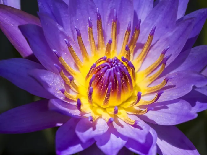 Framed Print : China, Hong Kong. Closeup of a purple dahlia at a flower market Framed Print : China, Hong Kong. Closeup of a purple dahlia at a flower market