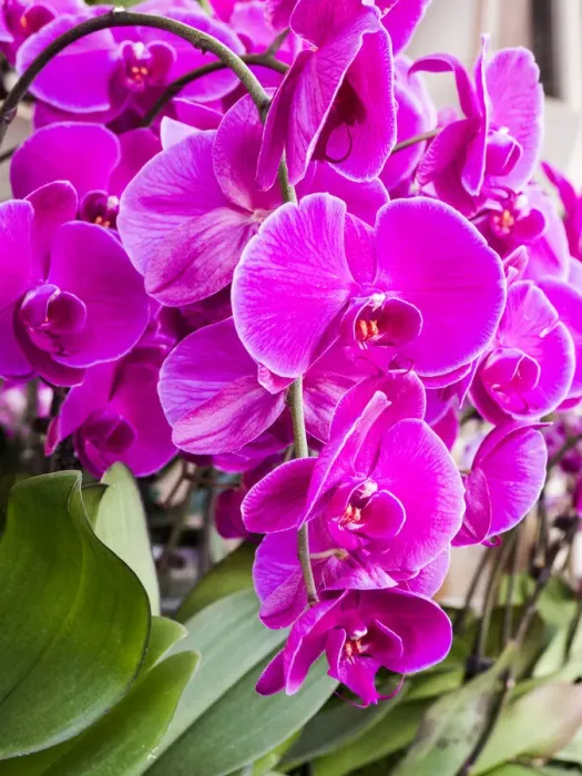 Framed Print : China, Hong Kong. Orchids on display at a flower market Framed Print : China, Hong Kong. Orchids on display at a flower market