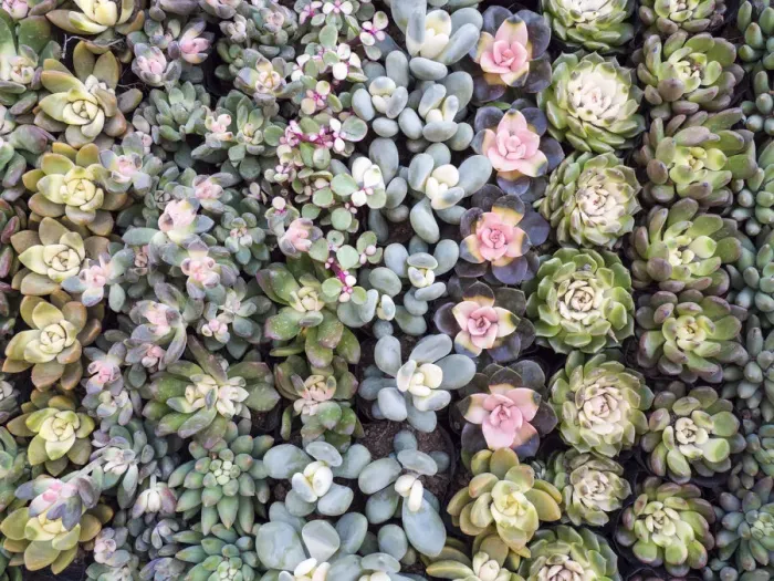 Framed Print : China, Hong Kong. A variety of sedum on display at a flower market Framed Print : China, Hong Kong. A variety of sedum on display at a flower market
