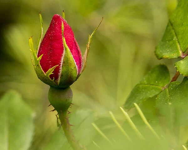 China Rose, garden rose