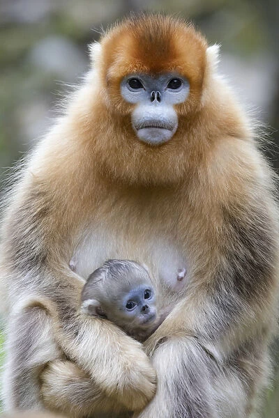 China, Shaanxi Province, Foping National Nature Reserve. Golden snub-nosed monkey